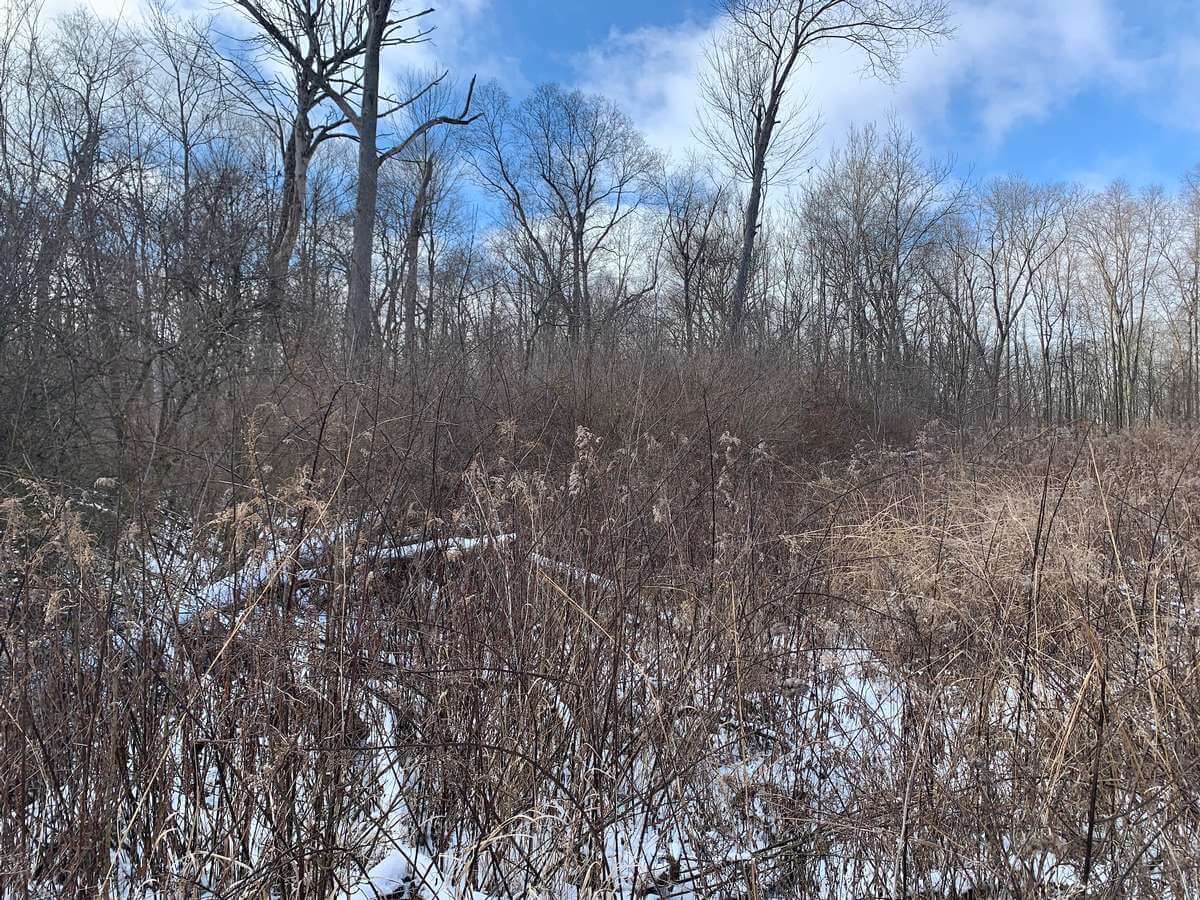 Managing for Bobwhite Quail in southeast Minnesota